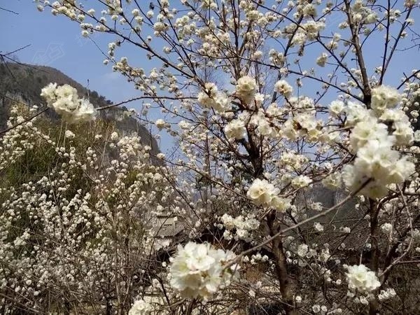 位置》》》   野马川镇位于赫章县城东部,距县城