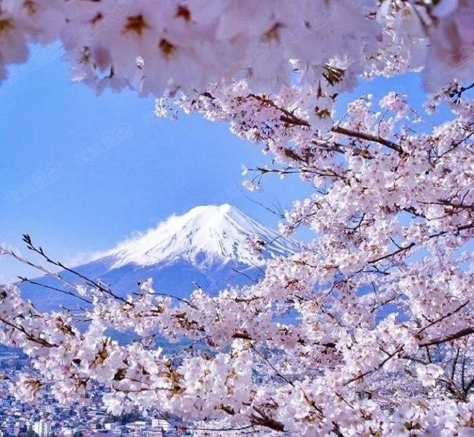 富士山下 樱花盛开 樱花节快要来了