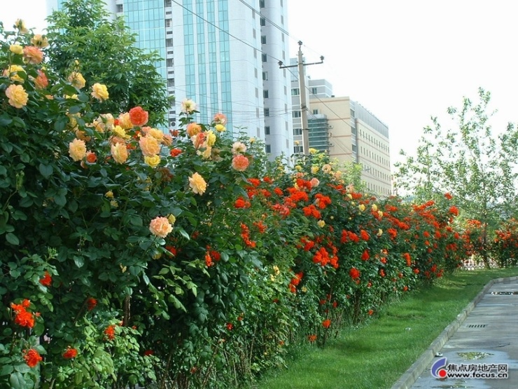 图:强烈建议华润在小区的铁栅栏旁种植月季花!