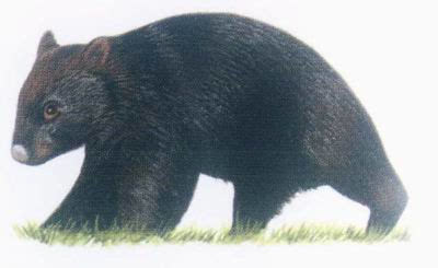 图片:你未曾见过的:附图: 阿特拉斯棕熊:于1870年灭绝