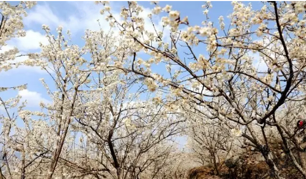 入春以来,纳雍县总溪河畔万亩玛瑙红樱桃花竞相开放,花团锦簇,洁白