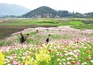 息烽县千亩花海开园迎客 200多位市民睹花海美景