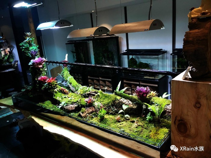 雨林藻泽水陆缸,你更喜欢哪一种带来的视觉感?