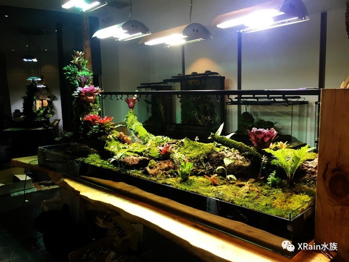 雨林藻泽水陆缸,你更喜欢哪一种带来的视觉感?