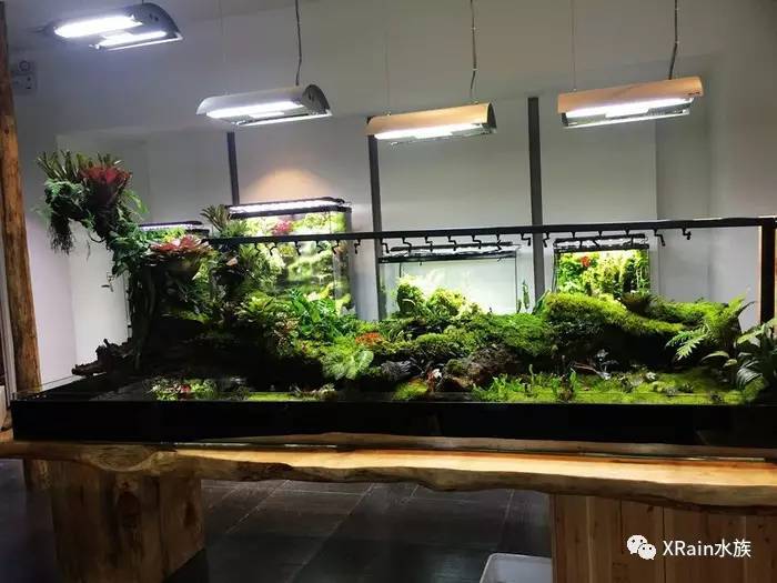 雨林藻泽水陆缸,你更喜欢哪一种带来的视觉感?