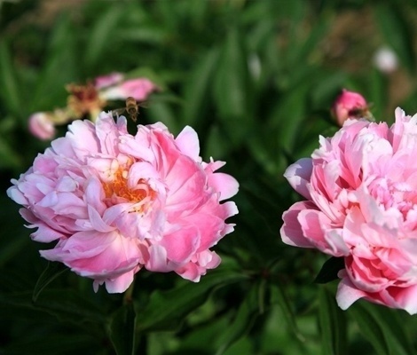芍药花花语是什么