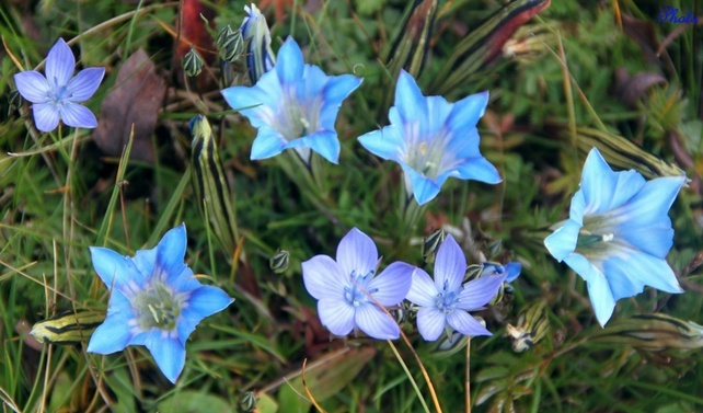 龙胆花的花语是什么 龙胆花花语揭秘