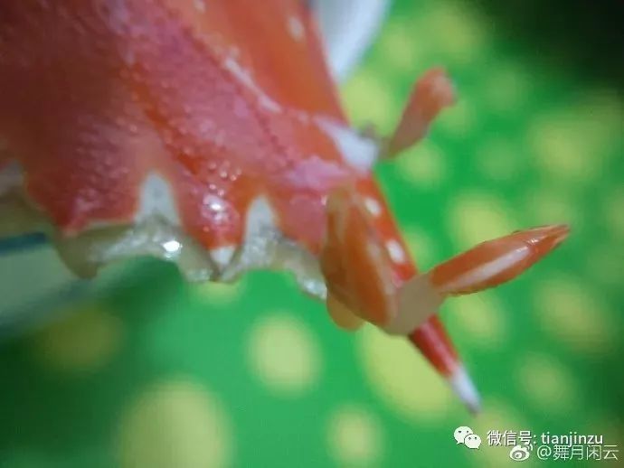 天津网友买到异形螃蟹这发了芽的螃蟹还能吃吗