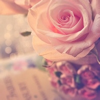 你是我的玫瑰花