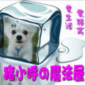 猪小呼