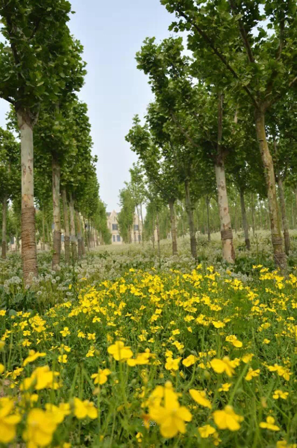 淄博有哪些好玩的公园 036b772b22233550ec11ce79521c4c35.jpg