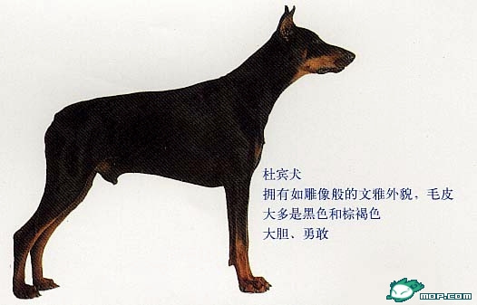 图片:世界名犬智商排行榜,看看你的宝贝在第几名