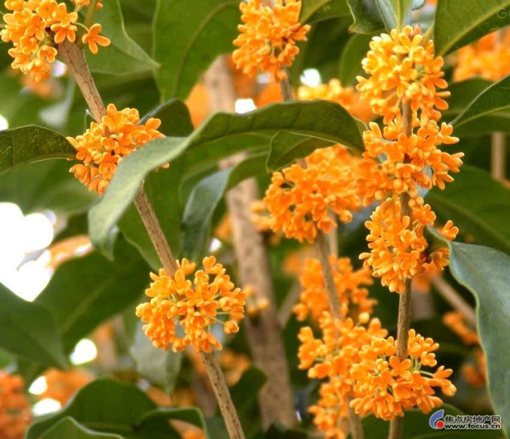 图 见过桂花结的果吗 济南搜狐焦点