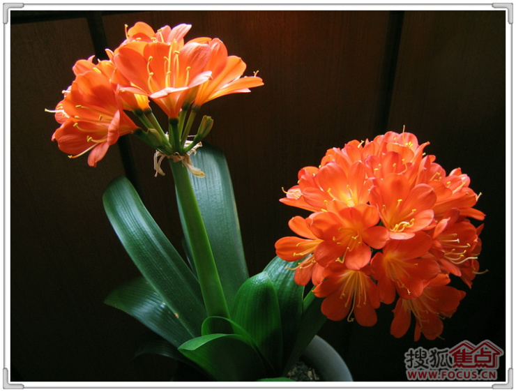 图君子兰花图片