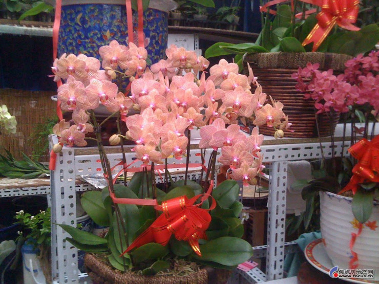 十三花摆法 88a725da355823c9f0c1d97b469a9d27.jpg