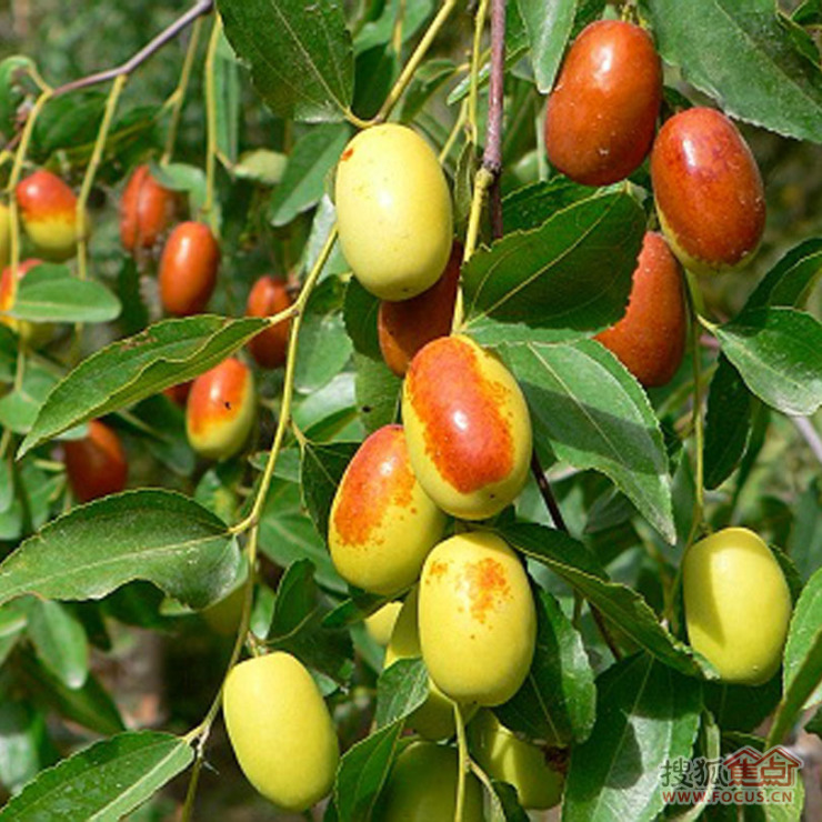 歪瓜裂枣下一句该怎么接 aea78f9c46fcac550fa1113b2183f9e4.jpg