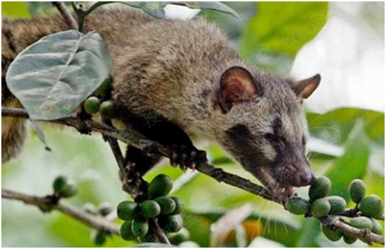 这种咖啡的生产工艺很独特,在印尼的这些岛上有一种有袋类狸猫,这种