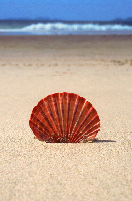 图片:超级漂亮的贝壳(组图)