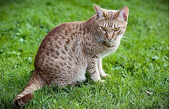 挪威森林猫是什么品种