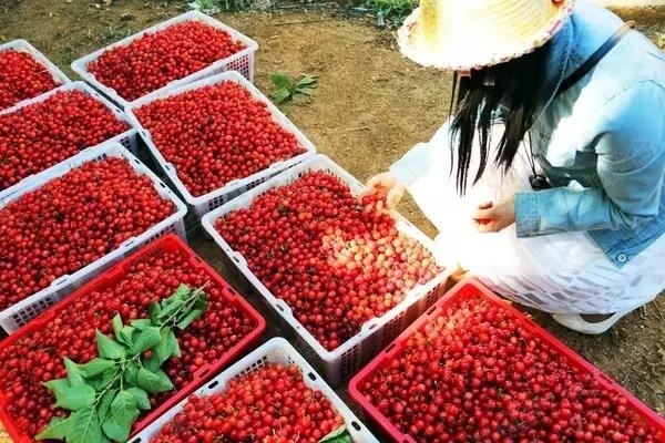 【狐说八道131期】樱桃熟啦!赶紧收藏贵州这12个摘樱桃的好地方