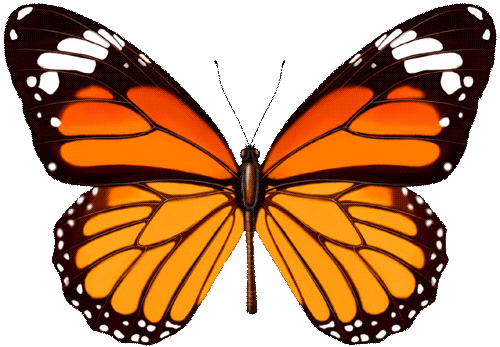 蝴蝶图片大全真实 e3045e68fc94b1b7e361bcbf27ec4c4b.gif