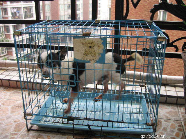 图片:猪娃娃宠物狗出售