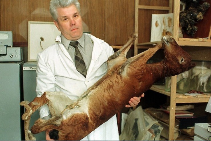 只因周未要参加舞会酿成大祸.