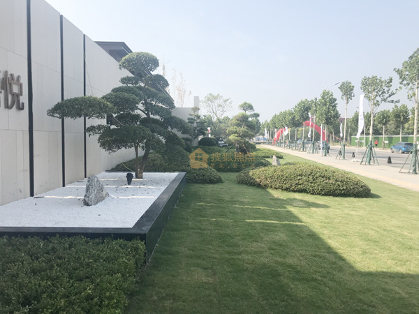 营销中心园林绿化