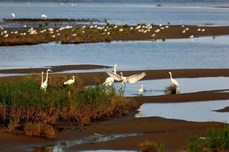 团泊湖有 湿地鸟类自然保护区