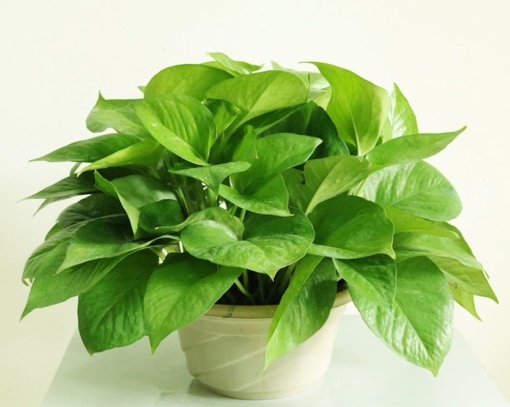 新房装修后怎么除甲醛?用这五招效果更好,最快