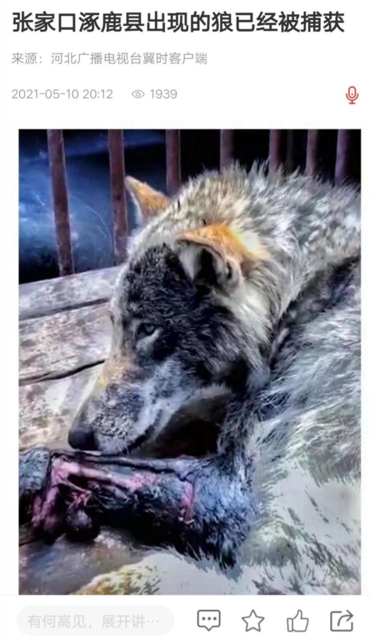 一只受伤的孤狼图片图片
