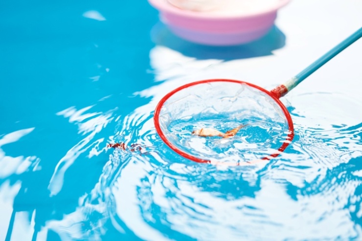 这个国庆,纸糊捞金鱼再次来袭用糊着纸的网去把金鱼捞起来,百玩不倦