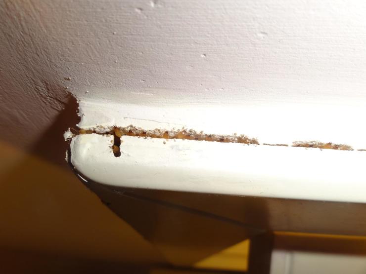 白蚁在墙角的排泄物图片