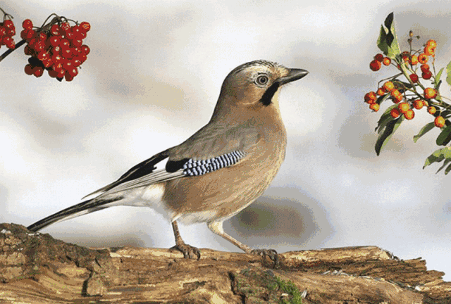 鸟喂食幼鸟动态图片图片