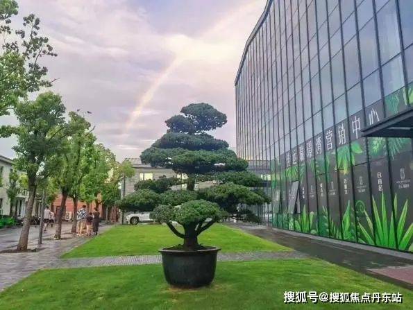 还有更多:如数百年的西班牙进口橄榄树,日本进口造型罗汉松,金玉满堂