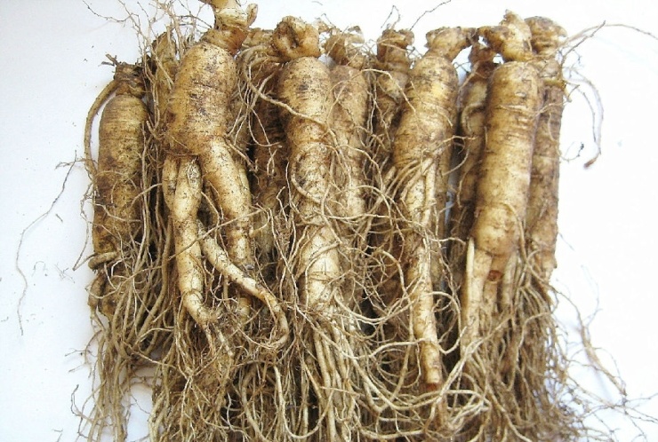 名贵中药材有哪些?名贵中药材排行