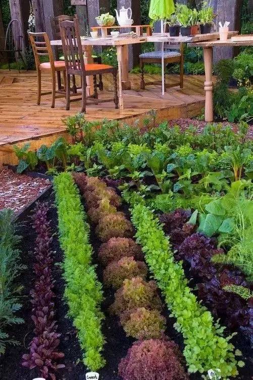 你的小院,缺一个菜园