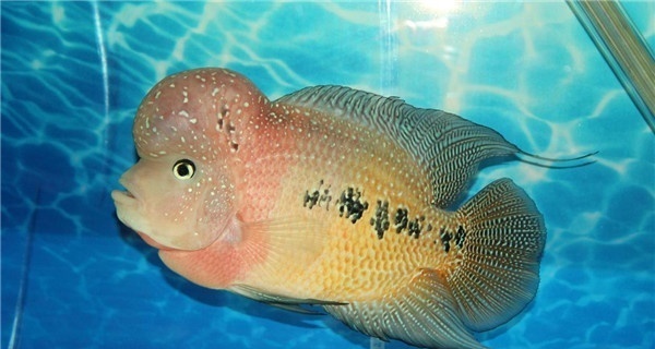 寿星吊海水鱼图片