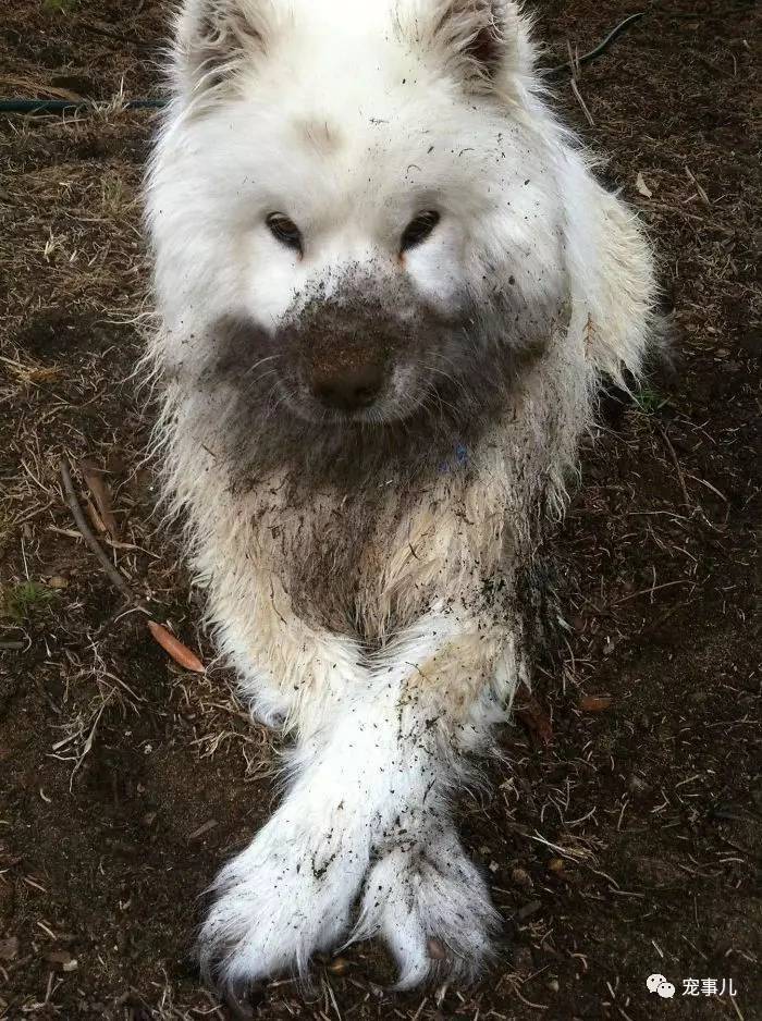 狗子们滚泥坑后,我连狗肉都懒得炖了!