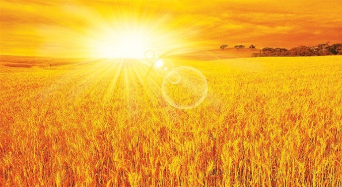 大卫地板栎木|在"黄金麦田"之中徜徉_装修攻略-青岛搜狐焦点家居