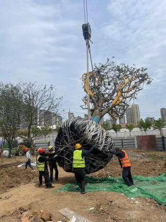 为寻找到更匹配和樾府的朴树,和樾府的景观工程师们多次奔波于朴树