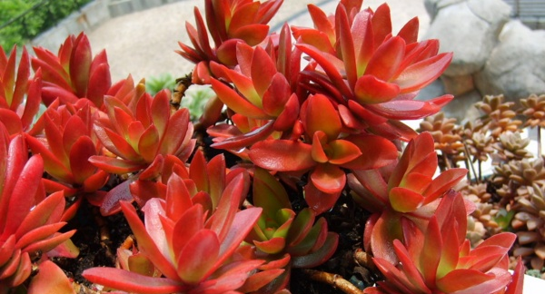 圣地红景天的药用价值介绍