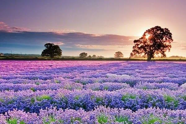 示意图旭阳·北国森林首届花海艺术节 5.1即将璀璨绽