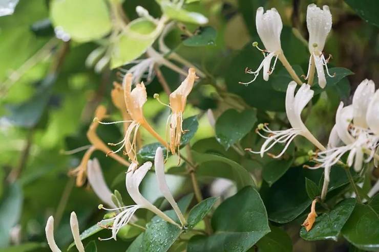 很遗憾没有见到桃色忍冬但纯白色的小花忍冬也是好看极了