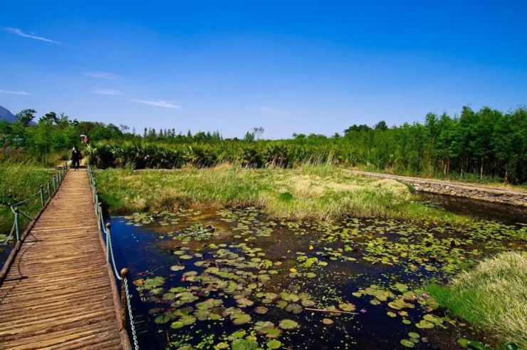 养眼养肺又养心滇池周边湿地大搜罗