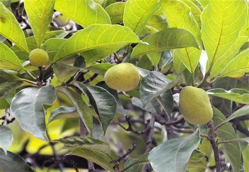 广场的芒果有市民在北湖路绿化带捡拾掉落的扁桃立即进群买房如何避坑