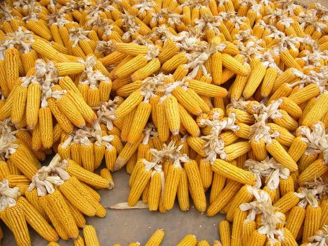 最新玉米收购价格